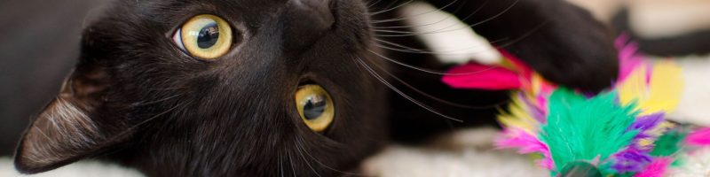 2 יתרונות קוגנטיביים במתקן גירוד לחתול